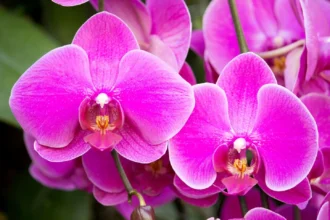 Orchidėja