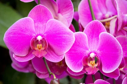 Orchidėja