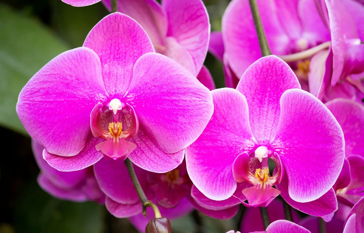 Orchidėja