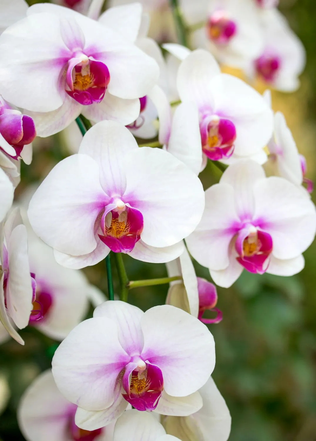 Baltažiedė orchidėja