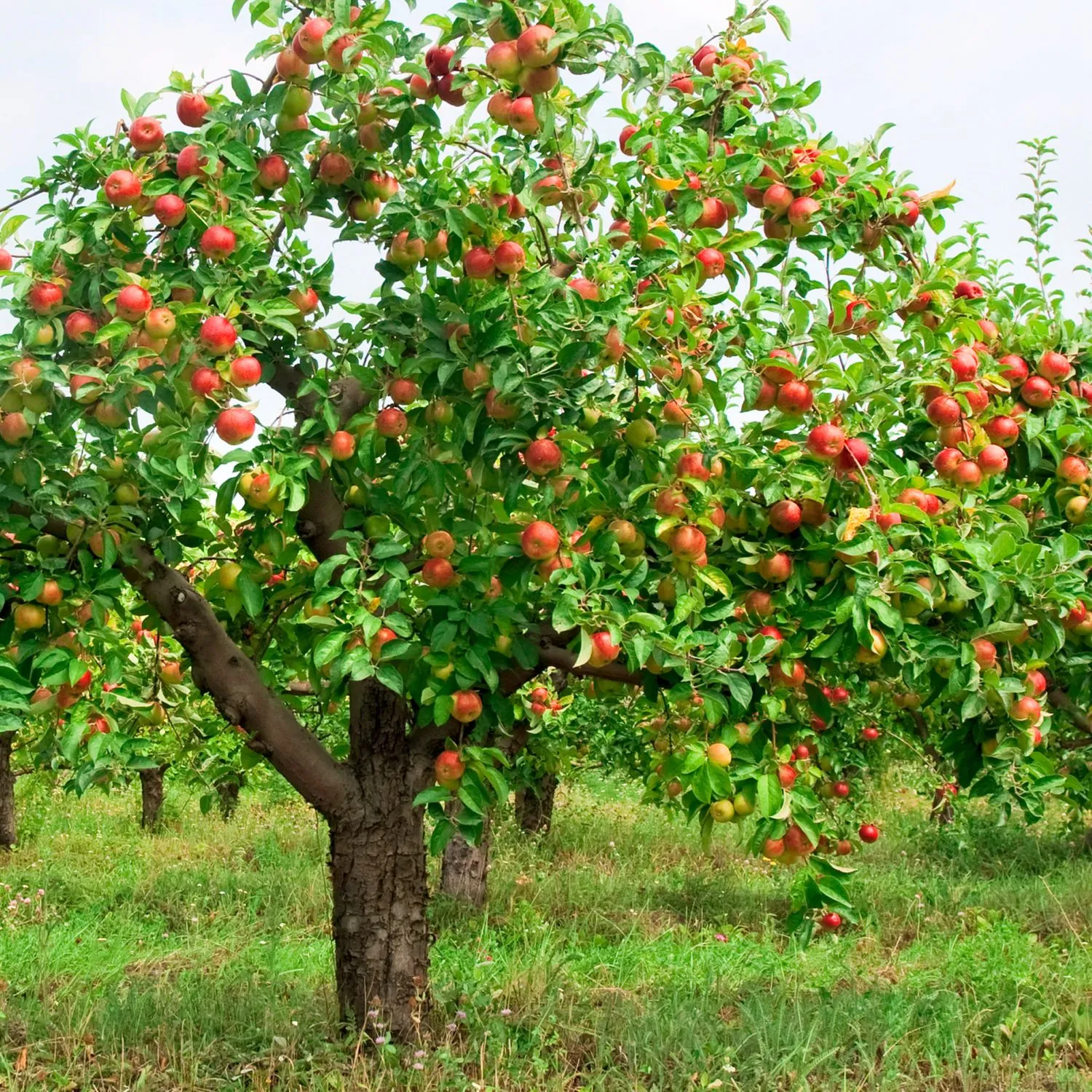 Būtina rūpintis senomis obelimis