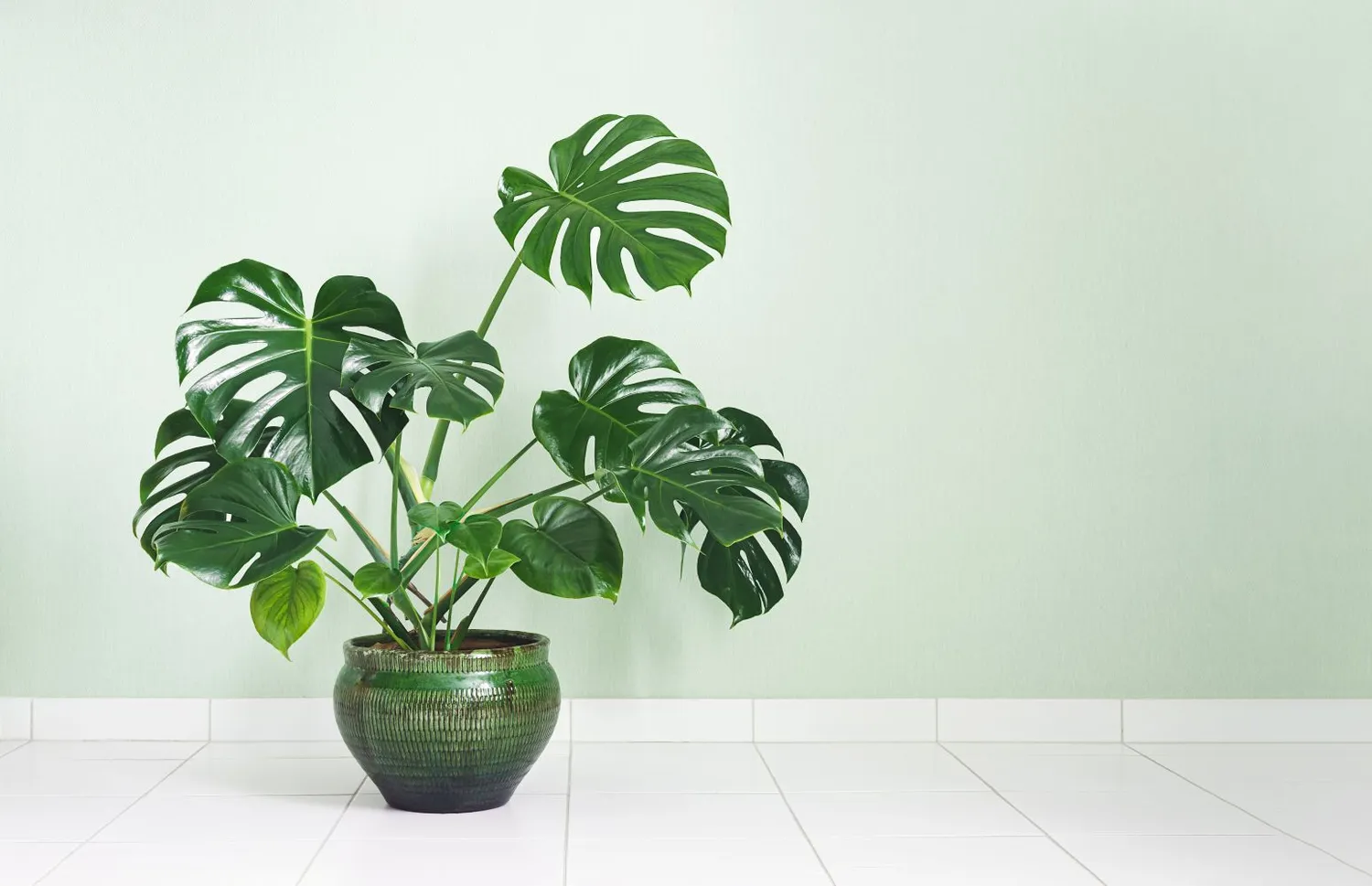 Gražioji monstera