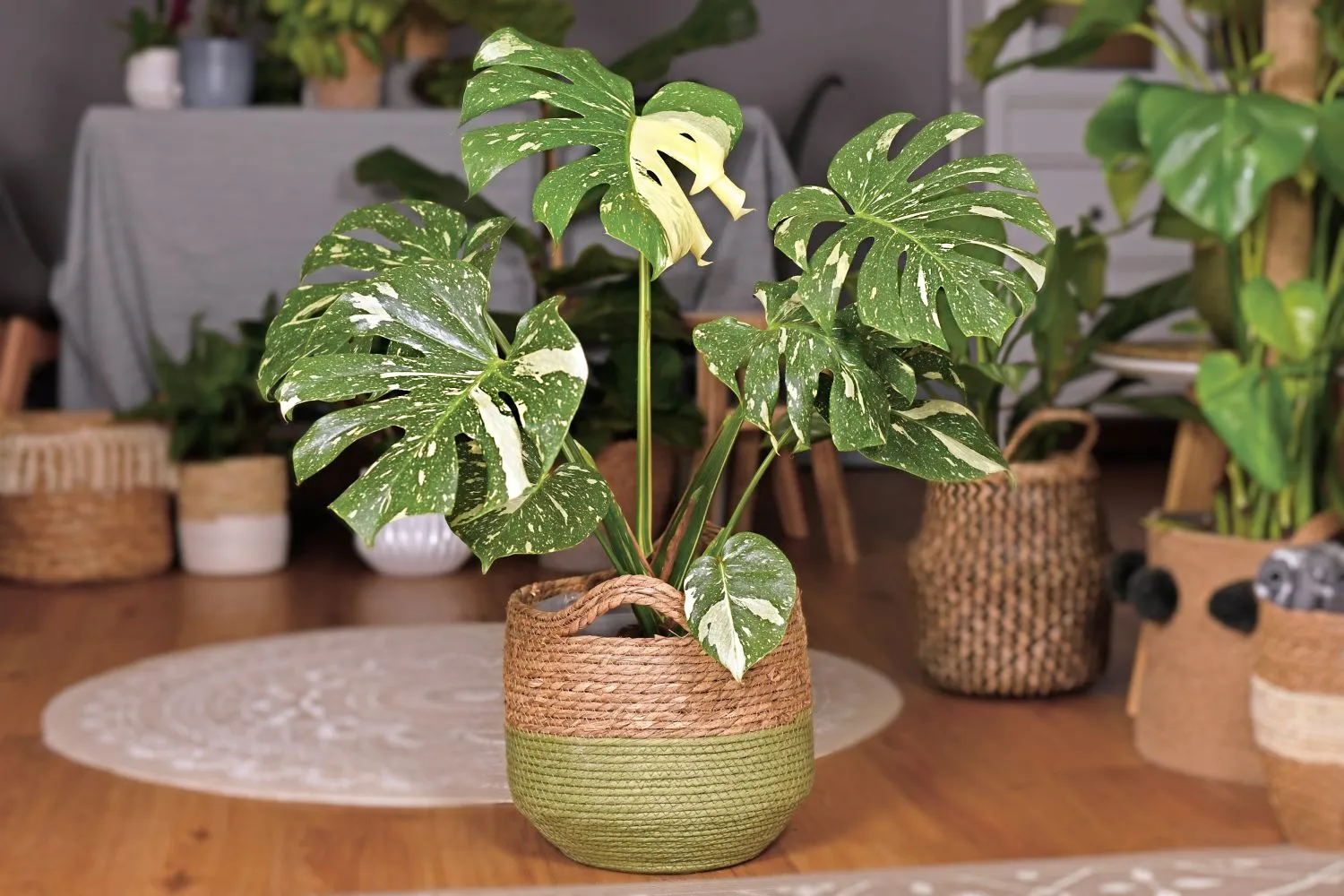 Išraiškingoji monstera
