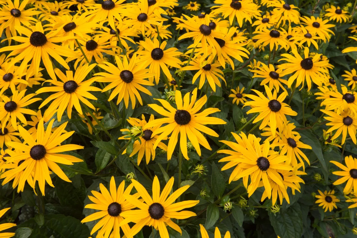 Rudbekijos