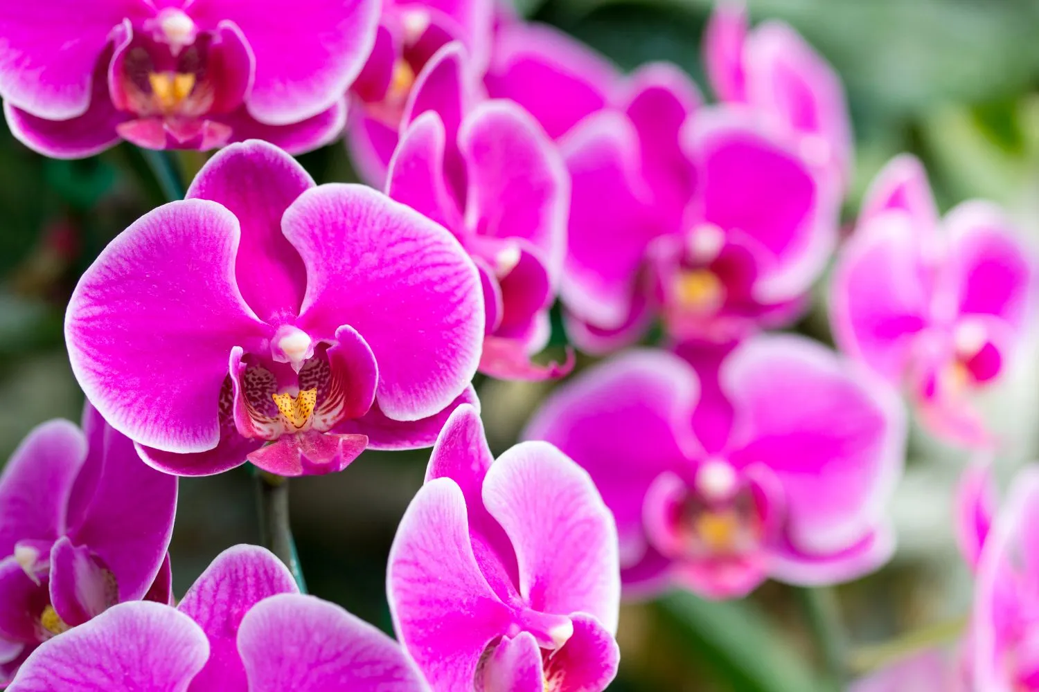 Ryškiai rožiniais žiedais pasidabinusi orchidėja