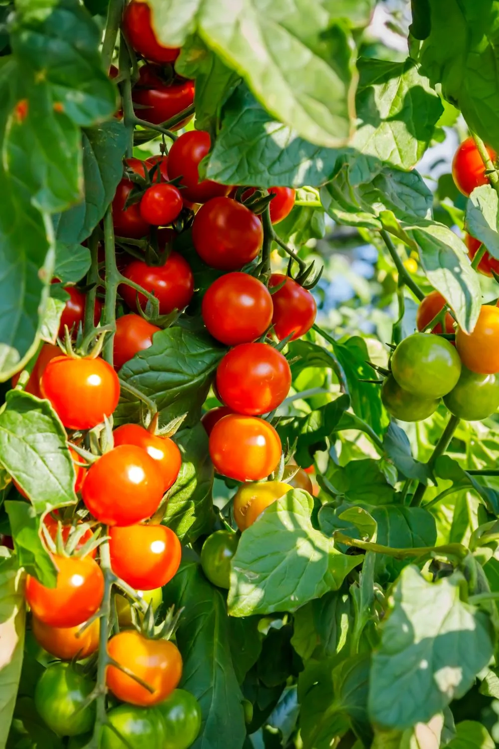 Viršūninis puvinys rimtas išbandymas pomidorams